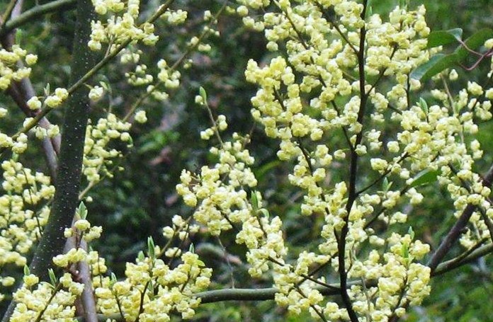 Litsea cubeba